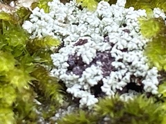 Stereocaulon sterile