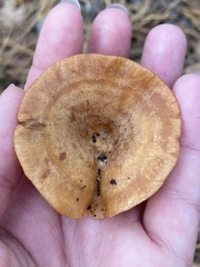 Lactarius proximellus