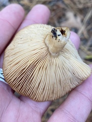 Lactarius proximellus