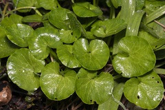 Ficaria verna chrysocephala