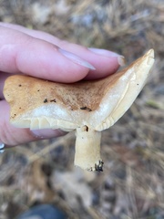 Lactarius proximellus