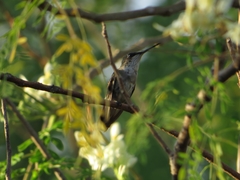 Archilochus colubris