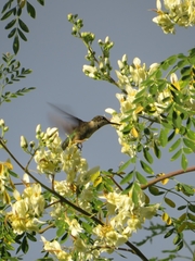 Archilochus colubris