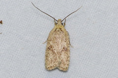 Agonopterix assimilella