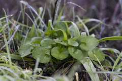 Ficaria verna chrysocephala