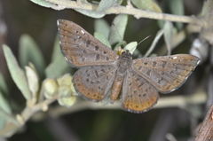 Zabuella tinea