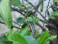 Dendrelaphis tristis