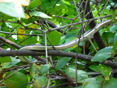 Dendrelaphis tristis