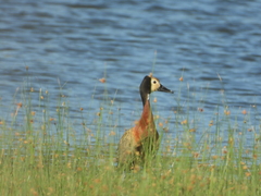 Dendrocygna viduata
