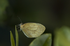 Eurema elathea flavescens