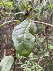 Coccoloba diversifolia image