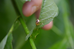 Supputius cincticeps