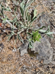 Pyrrocoma carthamoides