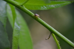 Supputius cincticeps