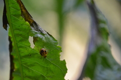 Supputius cincticeps