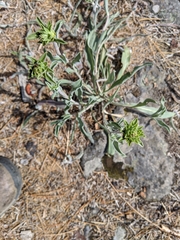 Pyrrocoma carthamoides