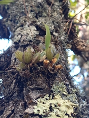 Oncidium brachyandrum