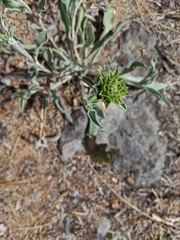 Pyrrocoma carthamoides