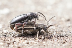 Dorcadion cinerarium