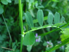 Vicia grandiflora