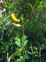 Vicia grandiflora