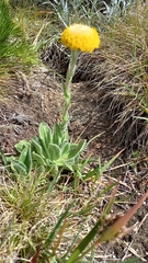 Craspedia costiniana