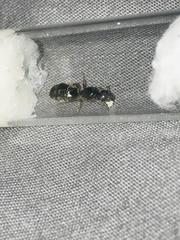 Liometopum occidentale