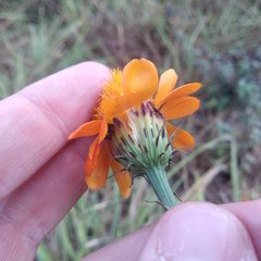 Adenophyllum aurantium