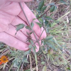 Adenophyllum aurantium