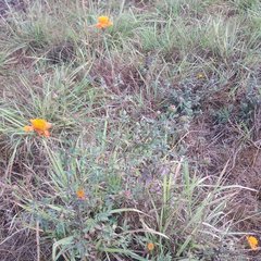 Adenophyllum aurantium