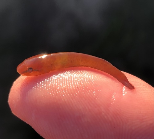 Slender clingfish (Rimicola eigenmanni) — Gobiesocidae