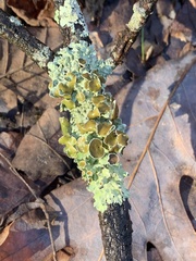 Imshaugia placorodia