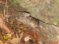 Melomys cervinipes