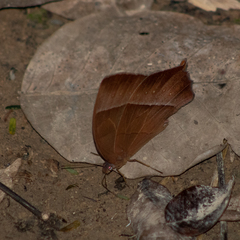 Taygetis rufomarginata