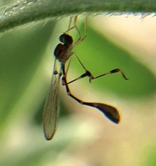 Leptopteromyia americana