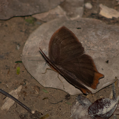 Taygetis rufomarginata