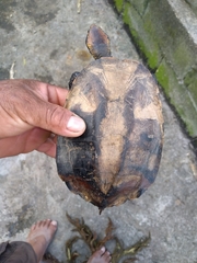 Platemys platycephala