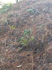 Prosthechea michuacana