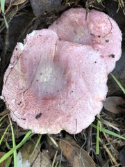 Lepiota decorata