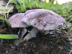 Lepiota decorata