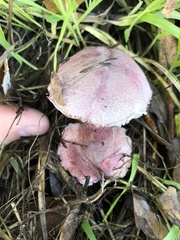 Lepiota decorata