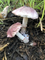 Lepiota decorata