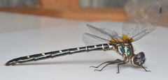 Synthemis flexicauda