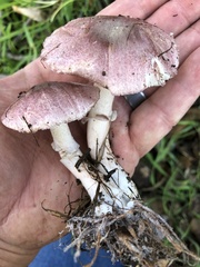 Lepiota decorata