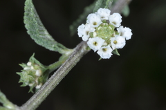 Lippia turbinata