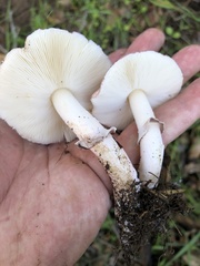 Lepiota decorata