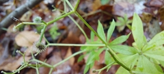 Galium odoratum