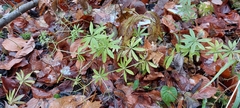 Galium odoratum