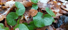 Asarum europaeum