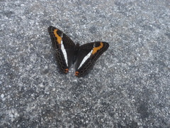 Adelpha corcyra